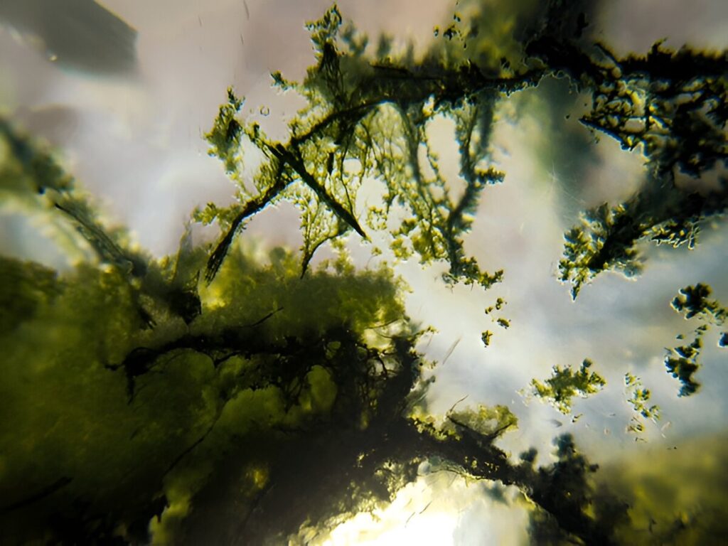 moss agate pattern background with macro