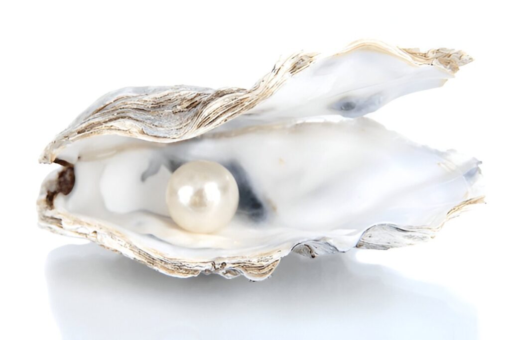 Open oyster with pearl isolated on white
