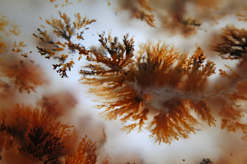 Slice of “moss agate” - Fine sample of texture