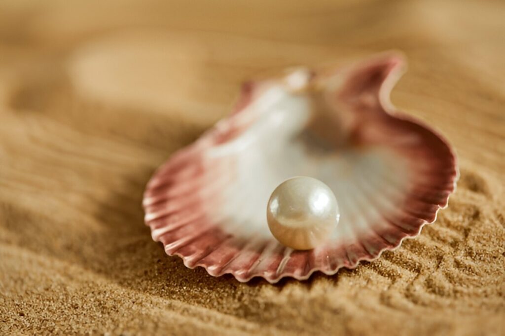 shells on the sand